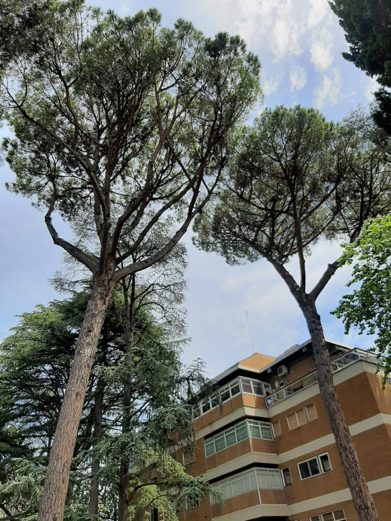 Abbattimento alberi Roma